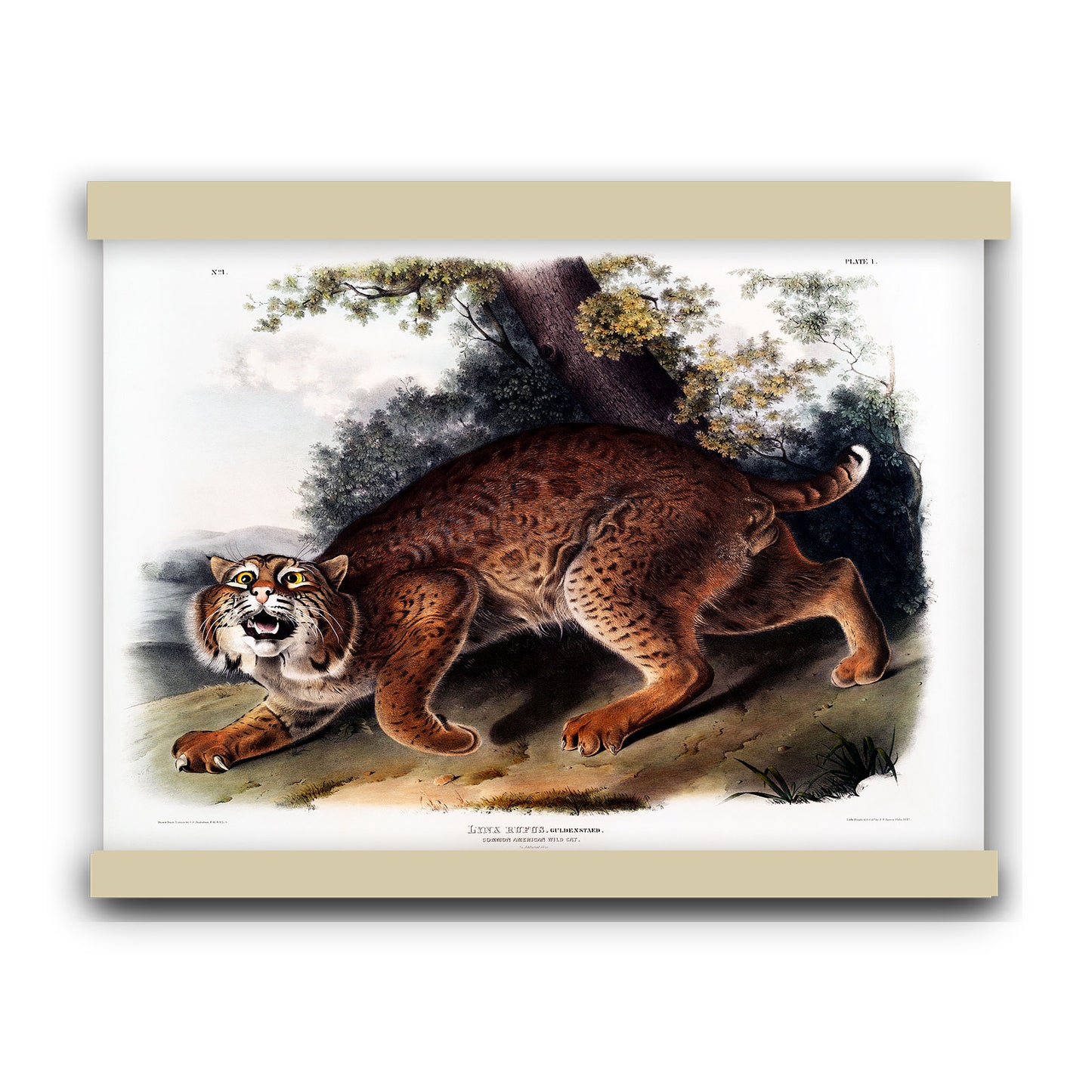 American wild cat (Lynx rufus) by John James Audubon | Hanging Canvas Art | Choice of Board Colors