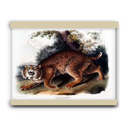 American wild cat (Lynx rufus) by John James Audubon | Hanging Canvas Art | Choice of Board Colors
