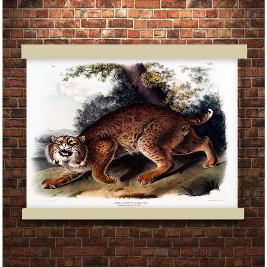American wild cat (Lynx rufus) by John James Audubon | Hanging Canvas Art | Choice of Board Colors