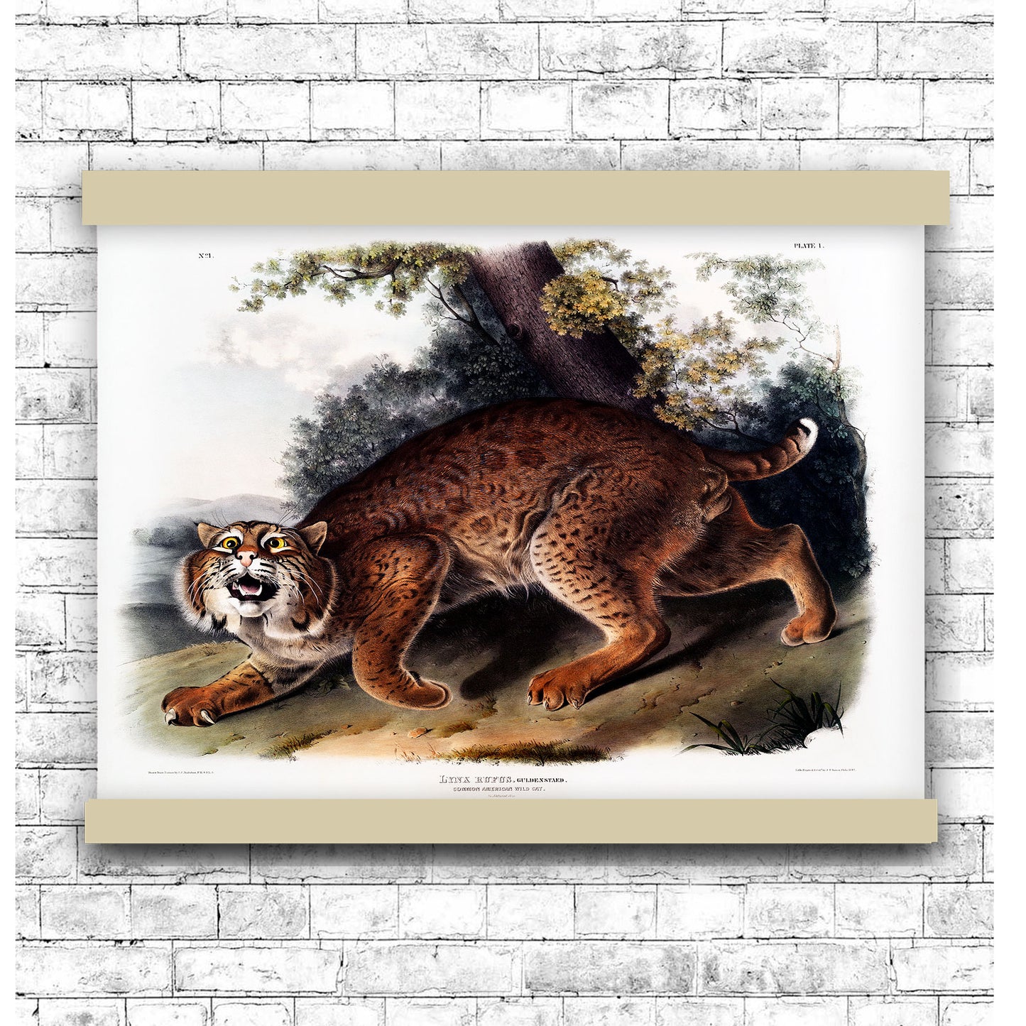 American wild cat (Lynx rufus) by John James Audubon | Hanging Canvas Art | Choice of Board Colors