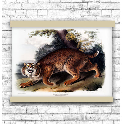 American wild cat (Lynx rufus) by John James Audubon | Hanging Canvas Art | Choice of Board Colors
