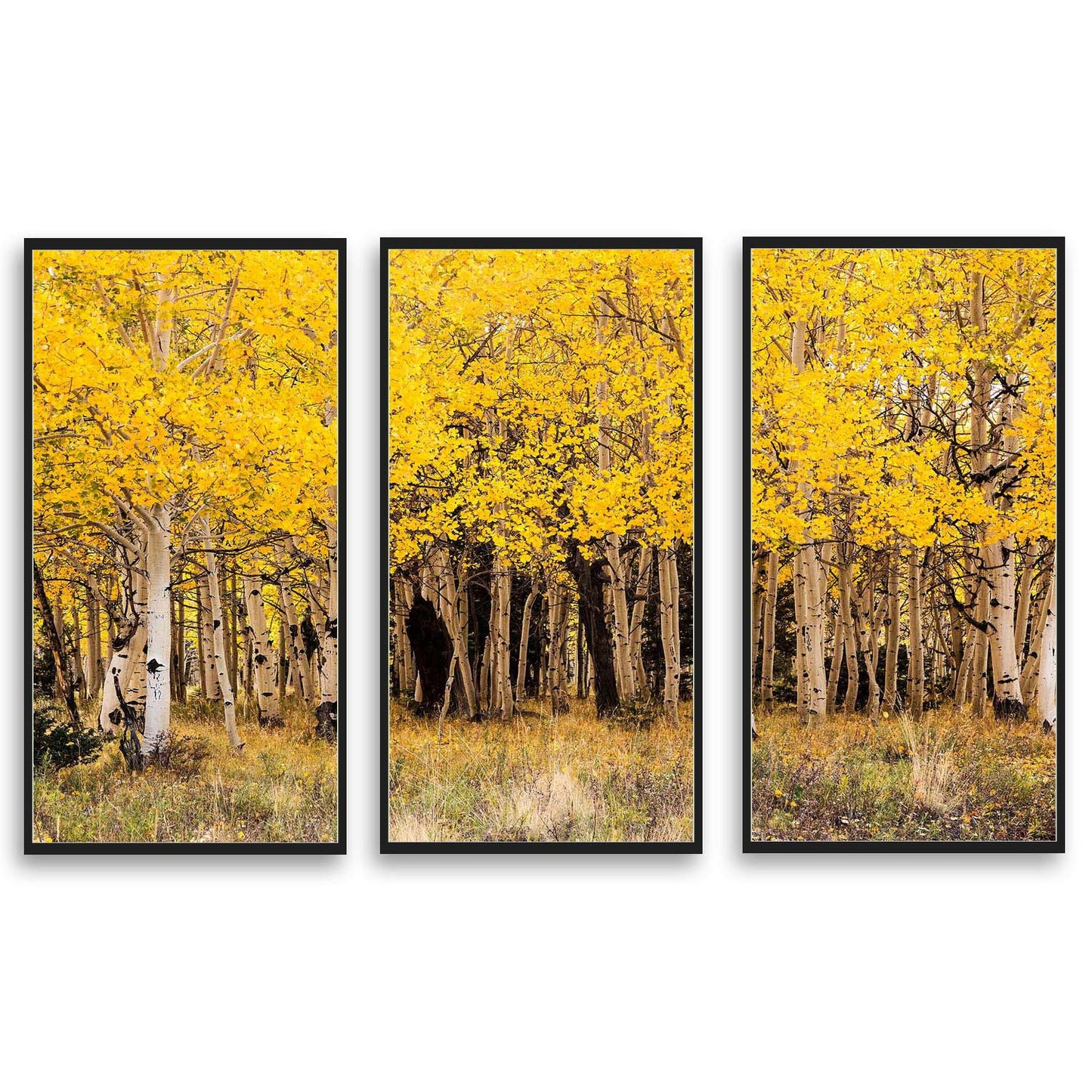 Fall Aspen in San Juan County Colorado  | Choose Style | Size & Trim Color