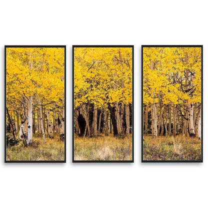 Fall Aspen in San Juan County Colorado  | Choose Style | Size & Trim Color