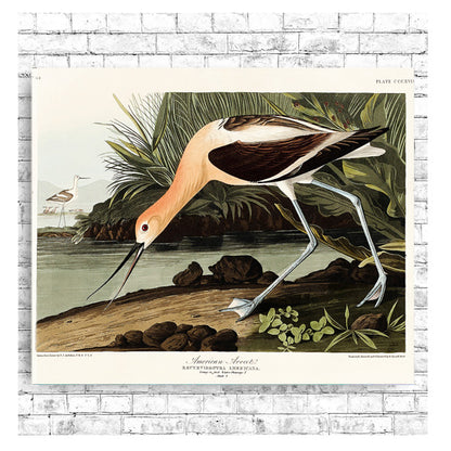 Avocet by John Audubon - Print Only or Choice of Mount
