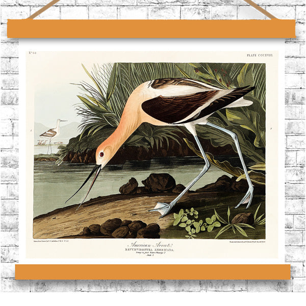 Vintage-style illustration of a bird on a white background with an orange border.