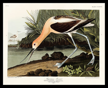 Avocet by John Audubon - Print Only or Choice of Mount