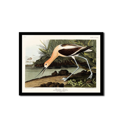American Avocet by John J. Audubon - Buy Print Only or Mounted with Choice of Accent Color