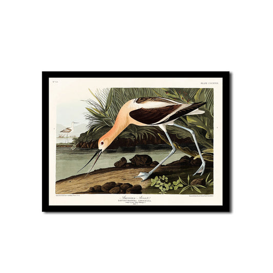 American Avocet by John J. Audubon - Buy Print Only or Mounted with Choice of Accent Color