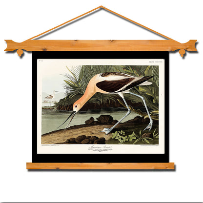 American Avocet by John J. Audubon - Buy Print Only or Mounted with Choice of Accent Color