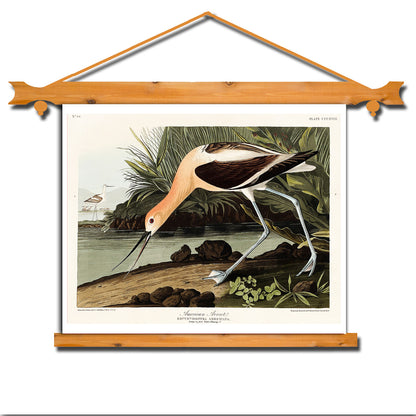 American Avocet by John J. Audubon - Buy Print Only or Mounted with Choice of Accent Color