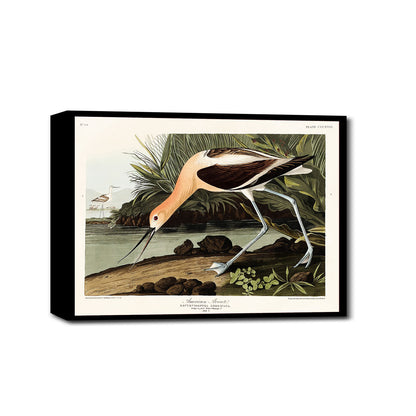 American Avocet by John J. Audubon - Buy Print Only or Mounted with Choice of Accent Color