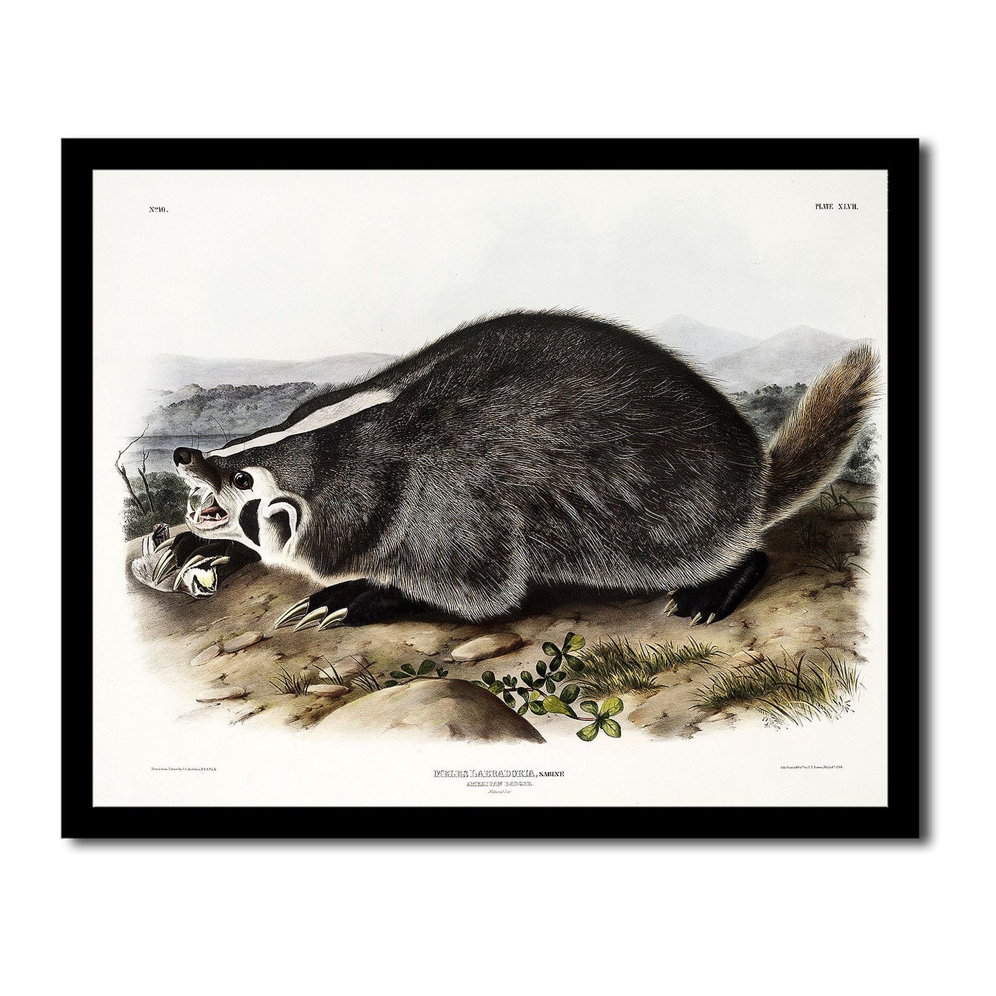 American Beaver by John J. Audubon