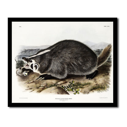 American Badger by John J. Audubon