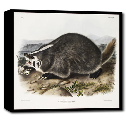American Badger by John J. Audubon