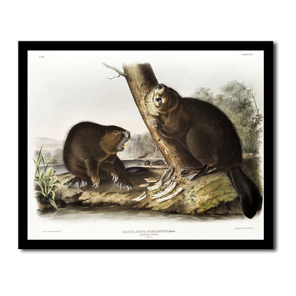 American Bison Family Print by Audubon: Giclée Home Decor