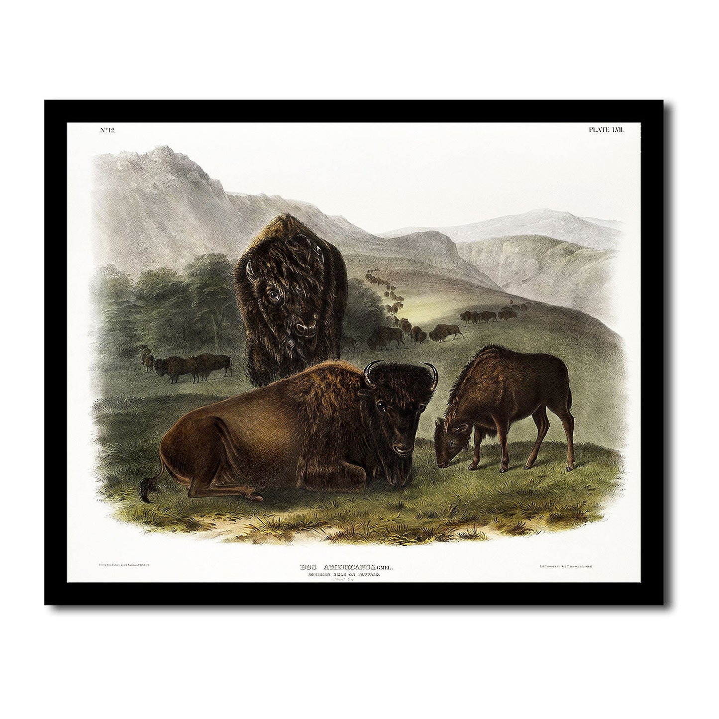 American Bison Family Print by Audubon: Giclée Home Decor