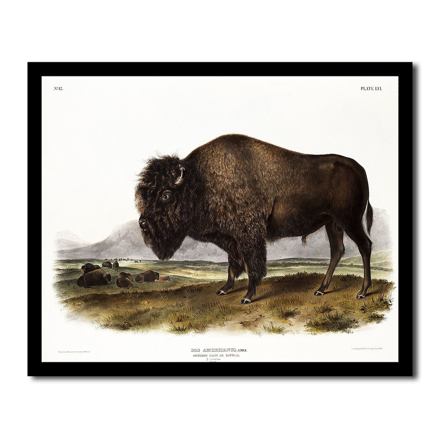 American Black or Silver Fox by John J. Audubon