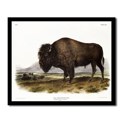 American Black or Silver Fox by John J. Audubon