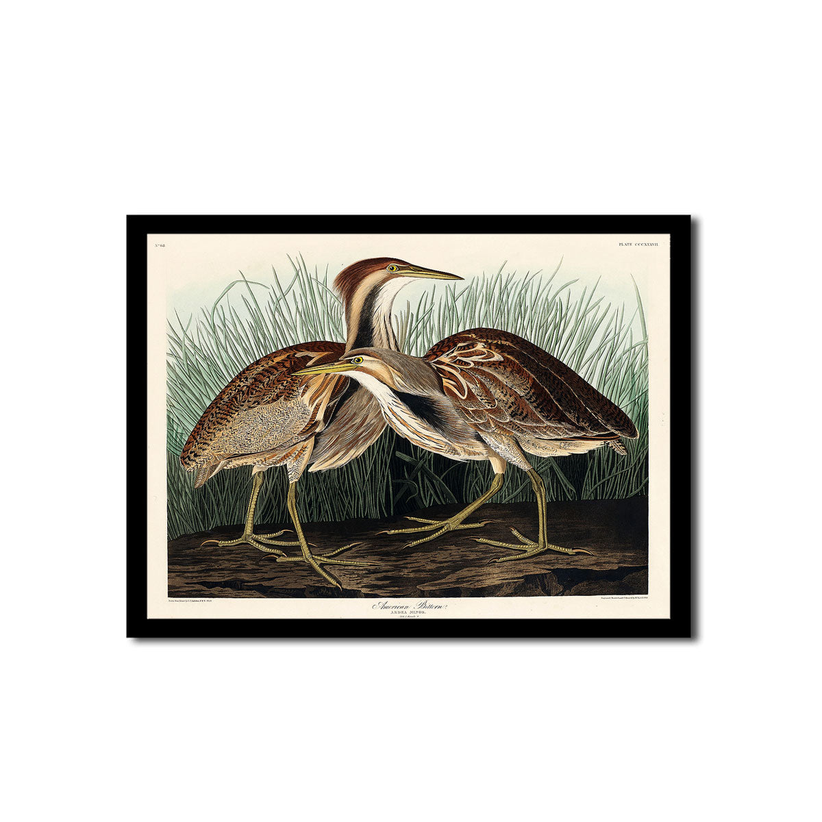 American Bittern by John J. Audubon