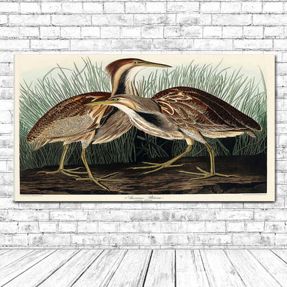 American Bittern by John J. Audubon