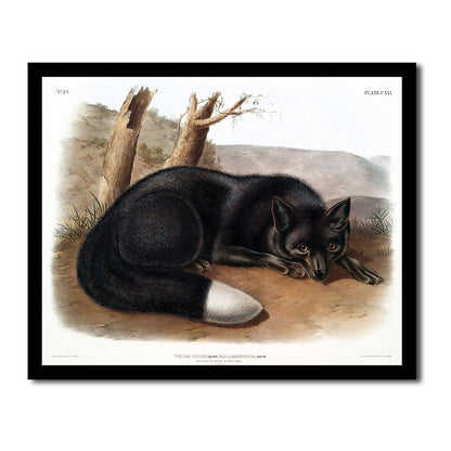 American Cross-Fox by John J. Audubon