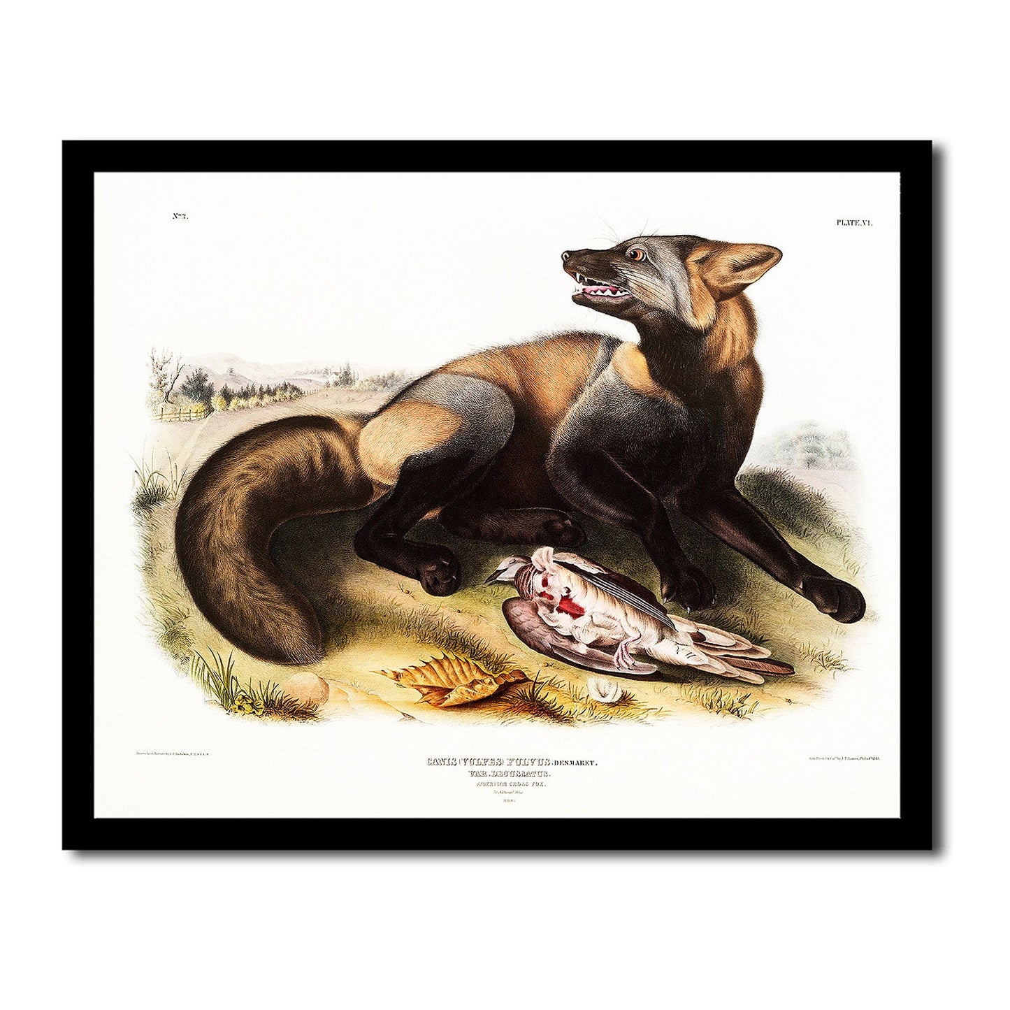 American Deer by John J. Audubon