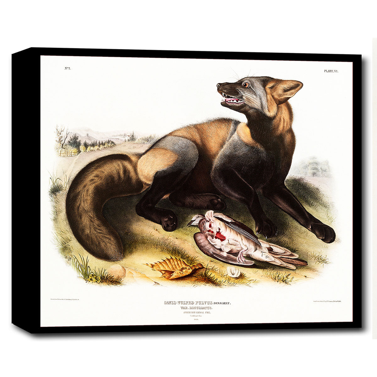 American Cross-Fox by John J. Audubon