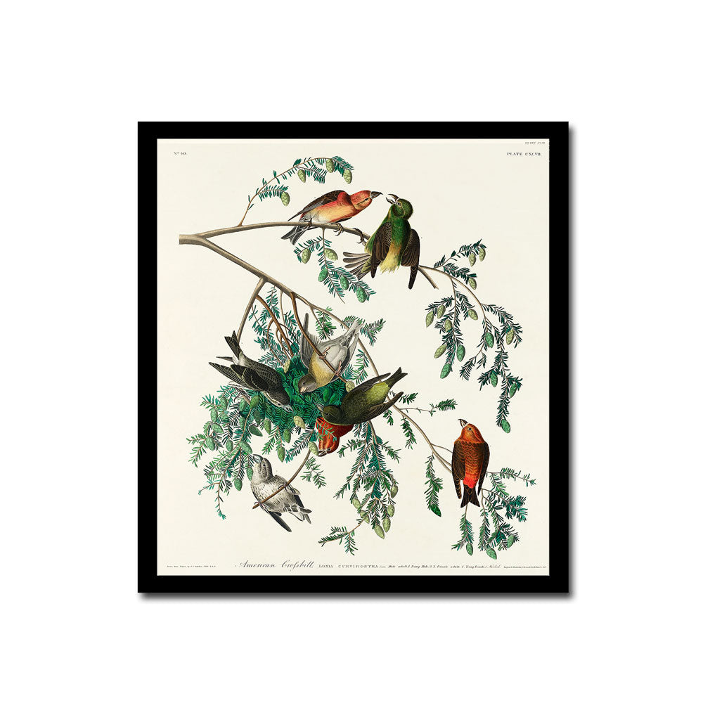 American Sparrow Hawk