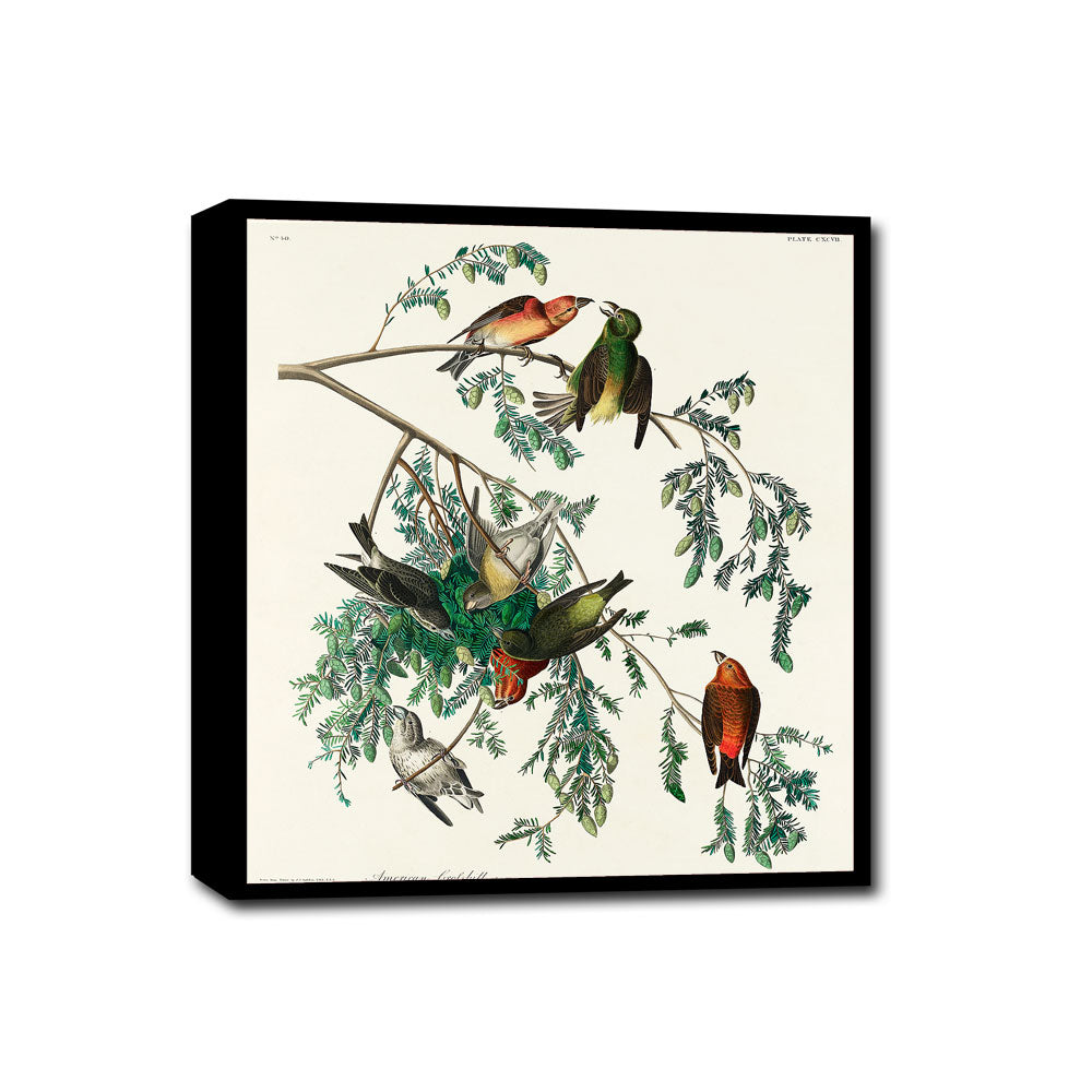 A framed print featuring illustrations of birds, specifically American Crossbills, perched on branches.