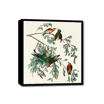 A framed print featuring illustrations of birds, specifically American Crossbills, perched on branches.