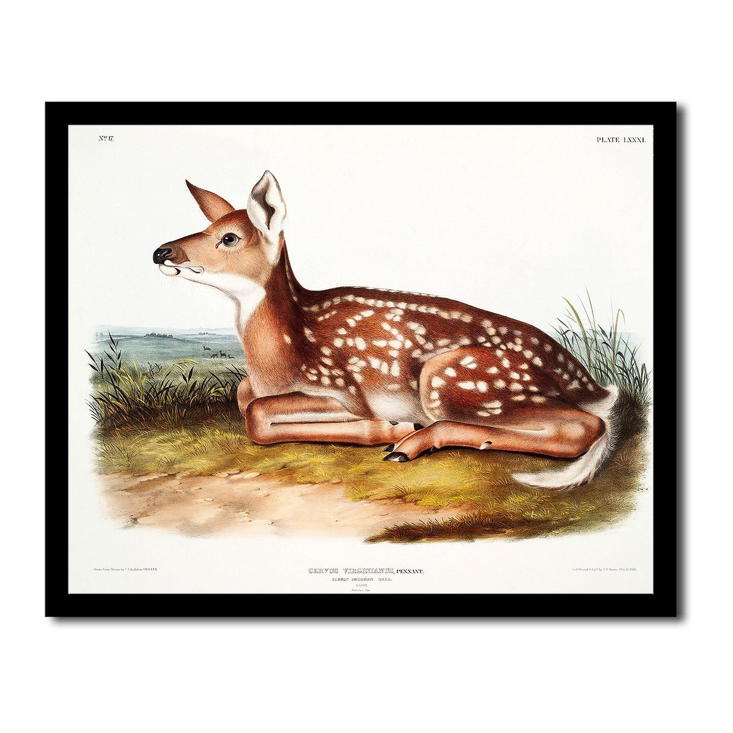 American Elk by John J. Audubon
