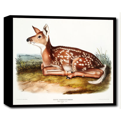 American Deer by John J. Audubon