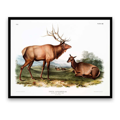 American Elk-(Cervus-Canadensis) by John J. Audubon  | Choose Style | Size & Trim Color