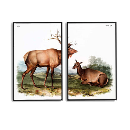 American Elk-(Cervus-Canadensis) by John J. Audubon  | Choose Style | Size & Trim Color