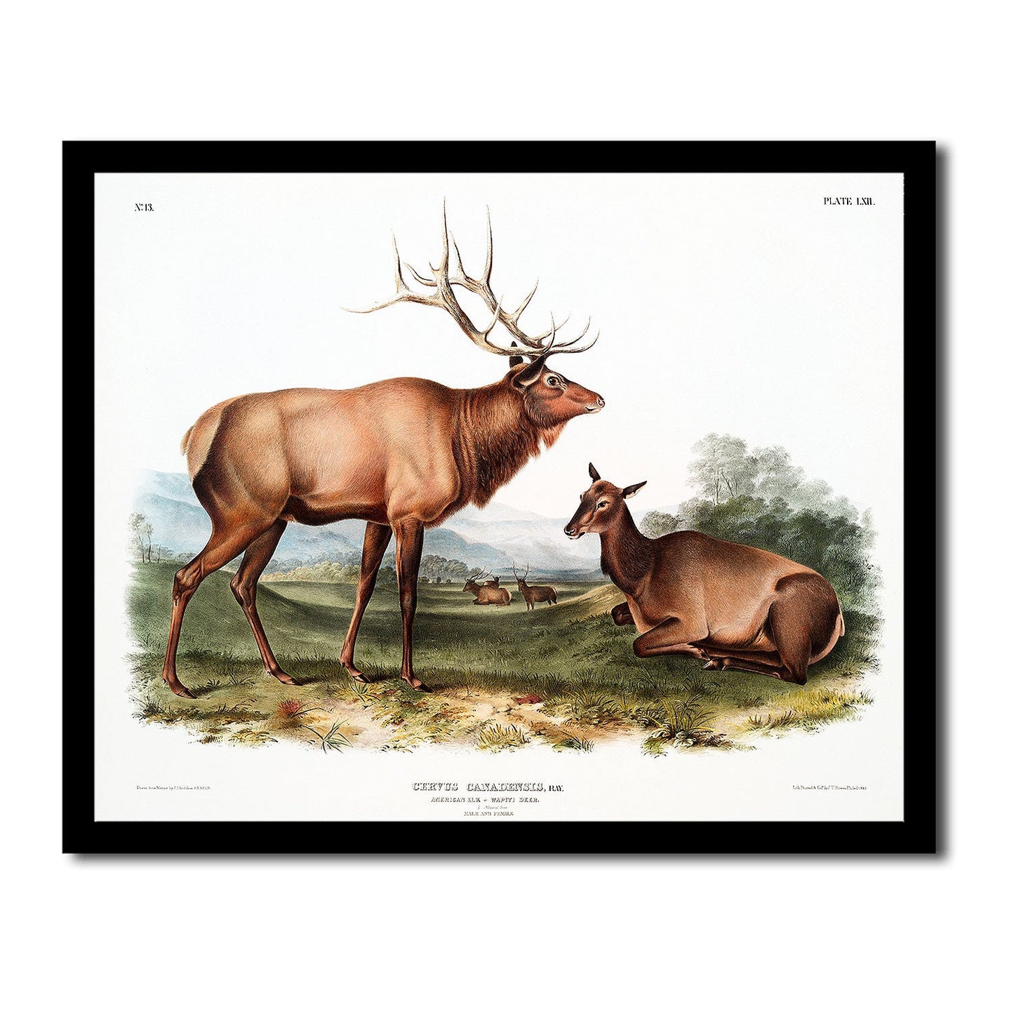 American Elk by John J. Audubon