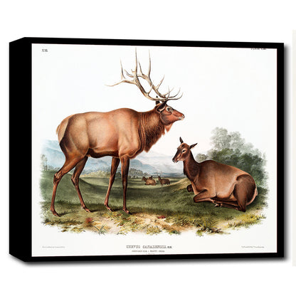 American Elk by John J. Audubon