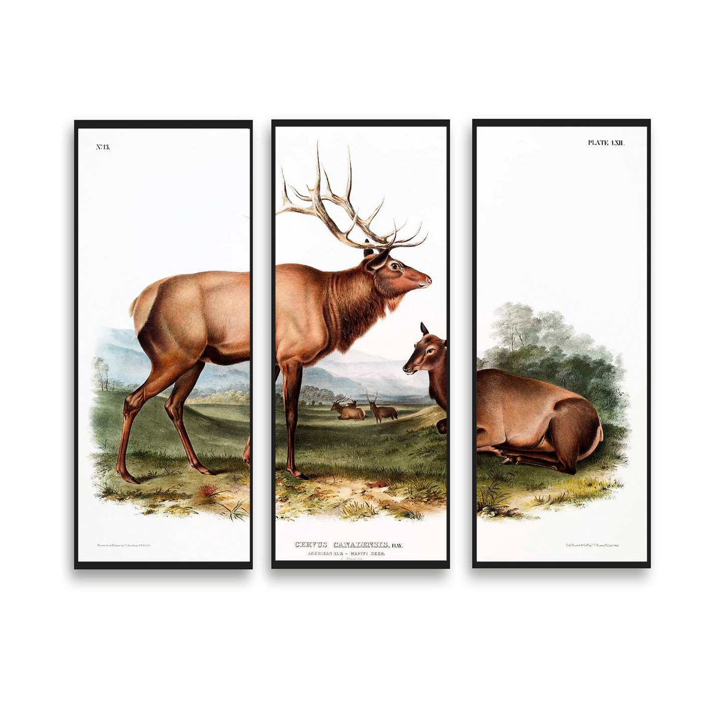 American Elk-(Cervus-Canadensis) by John J. Audubon  | Choose Style | Size & Trim Color