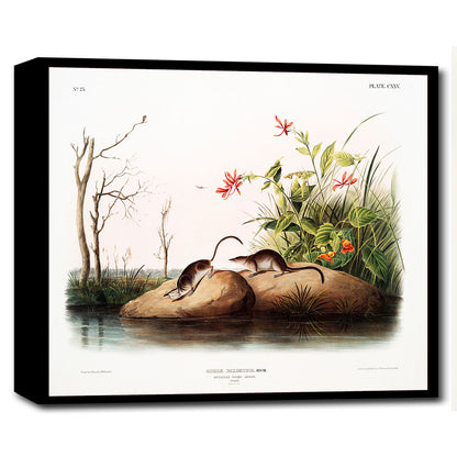 American Marsh Shrew by John J. Audubon