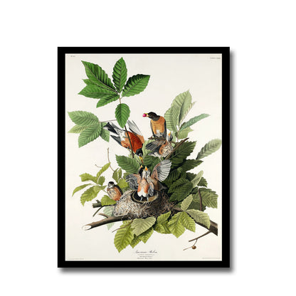 American Goldfinch by John J. Audubon