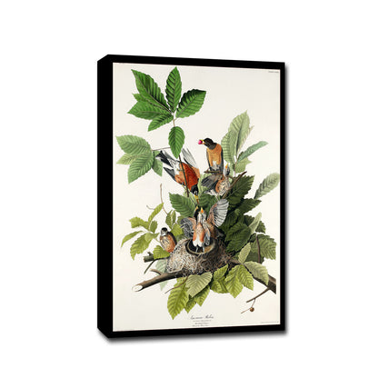 A framed print depicting various birds among green foliage, representing the artwork 'American Robin' by John J. Audubon.