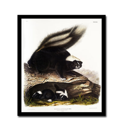 Black Squirrel by John J. Audubon