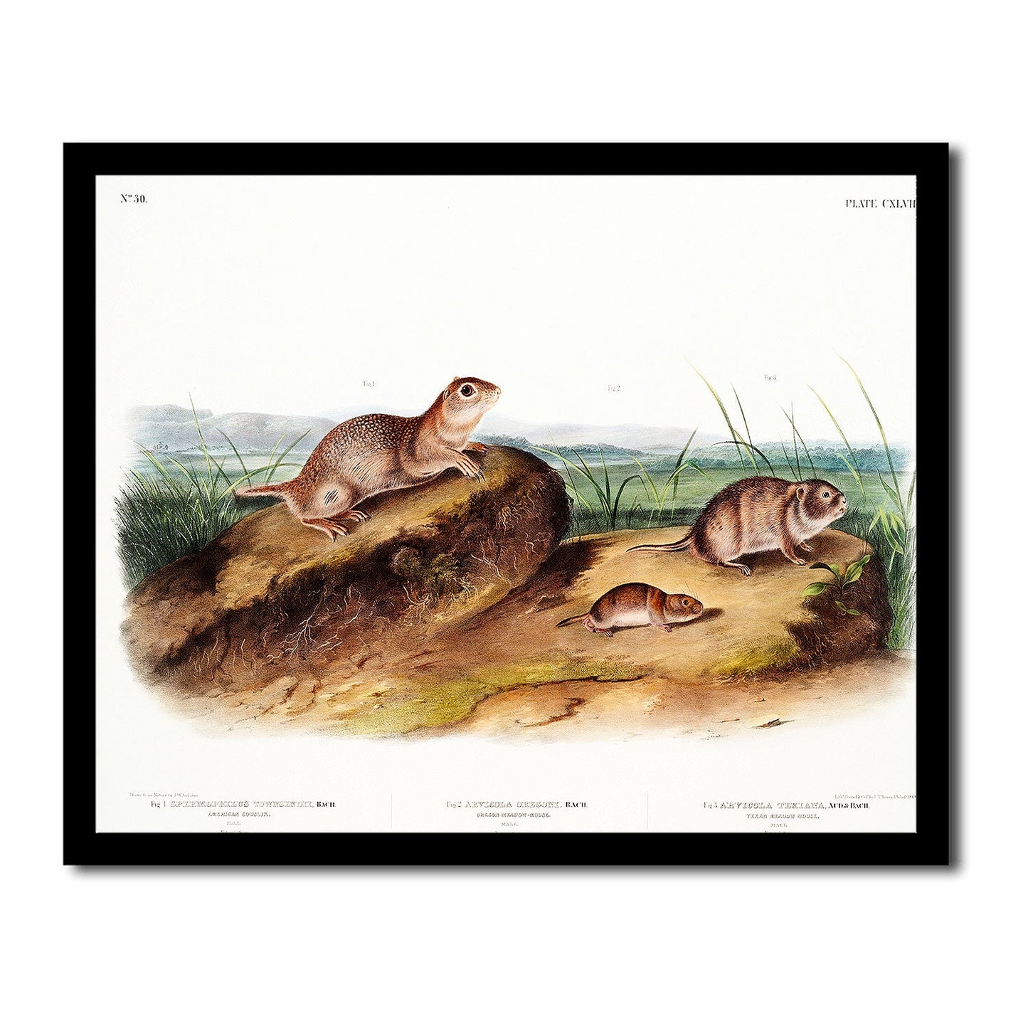 American wild cat by John J. Audubon