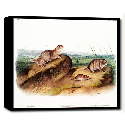 American Souslik by John J. Audubon