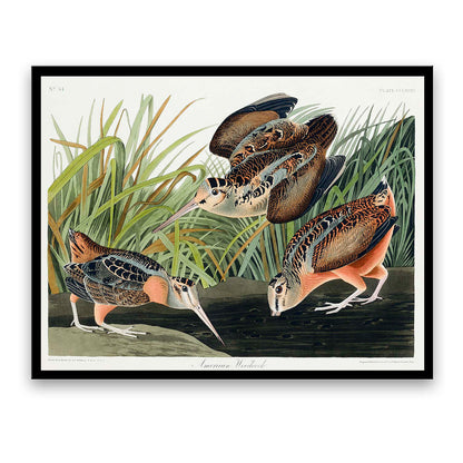 American Woodcock by John J. Audubon  | Choose Style | Size & Trim Color