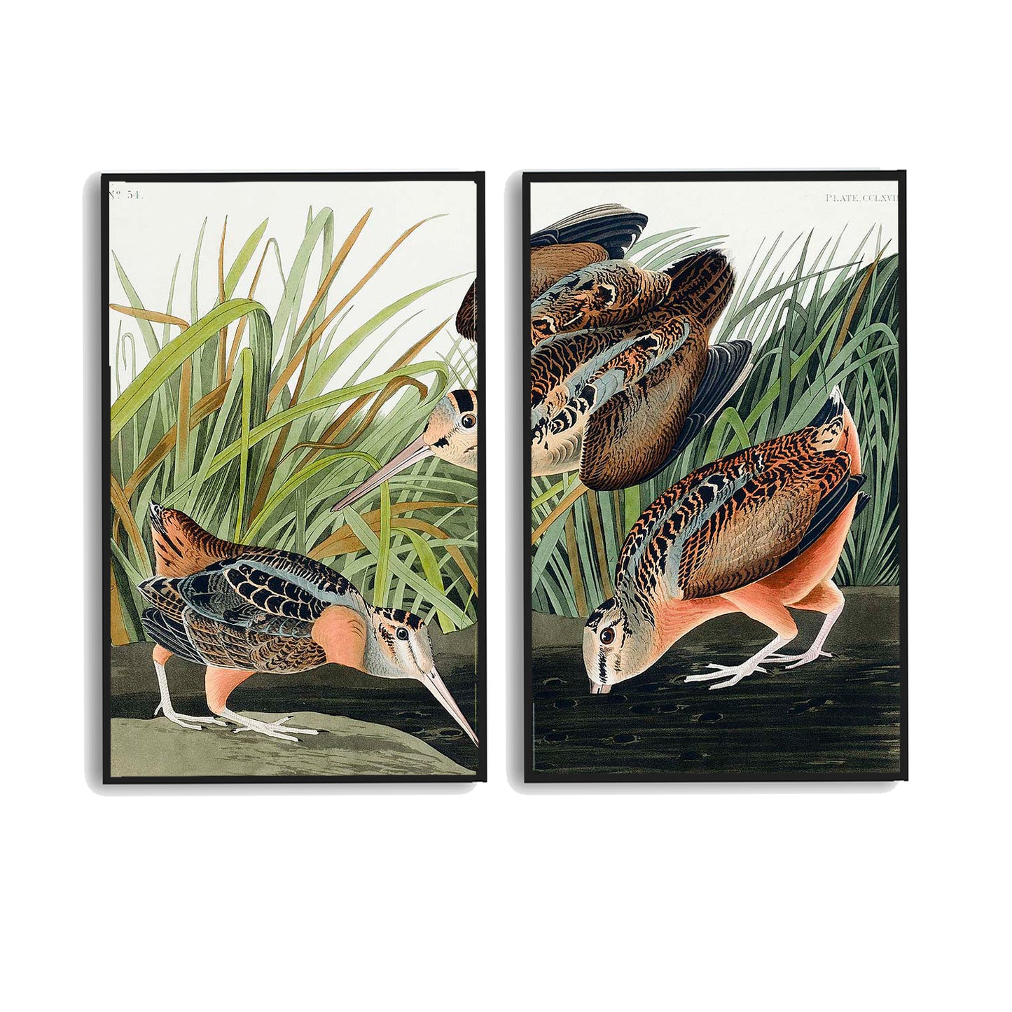 American Woodcock by John J. Audubon  | Choose Style | Size & Trim Color