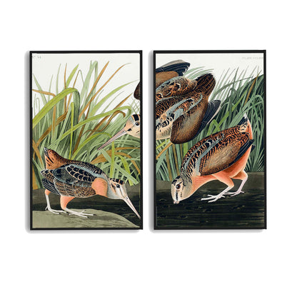 American Woodcock by John J. Audubon  | Choose Style | Size & Trim Color