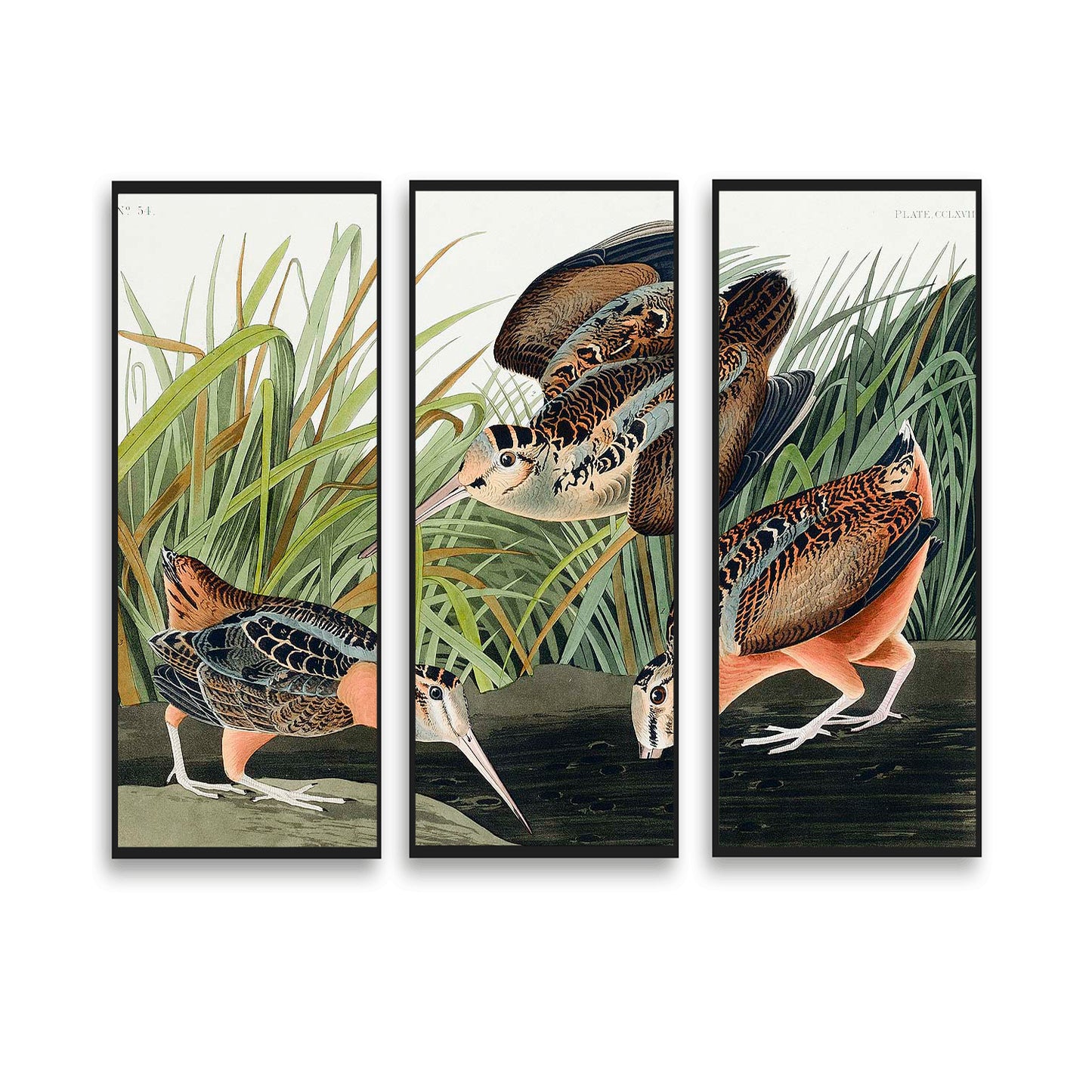 American Woodcock by John J. Audubon  | Choose Style | Size & Trim Color
