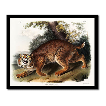 Annulated Marmot Squirrel by John J. Audubon