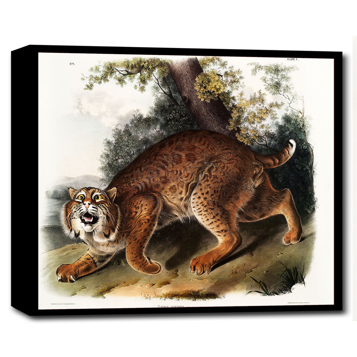 American wild cat by John J. Audubon