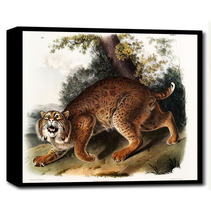 American wild cat by John J. Audubon